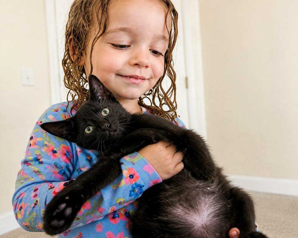 Enlarge Ryder, a Adoptable Domestic Short Hair in Hudson, NH image 3/3