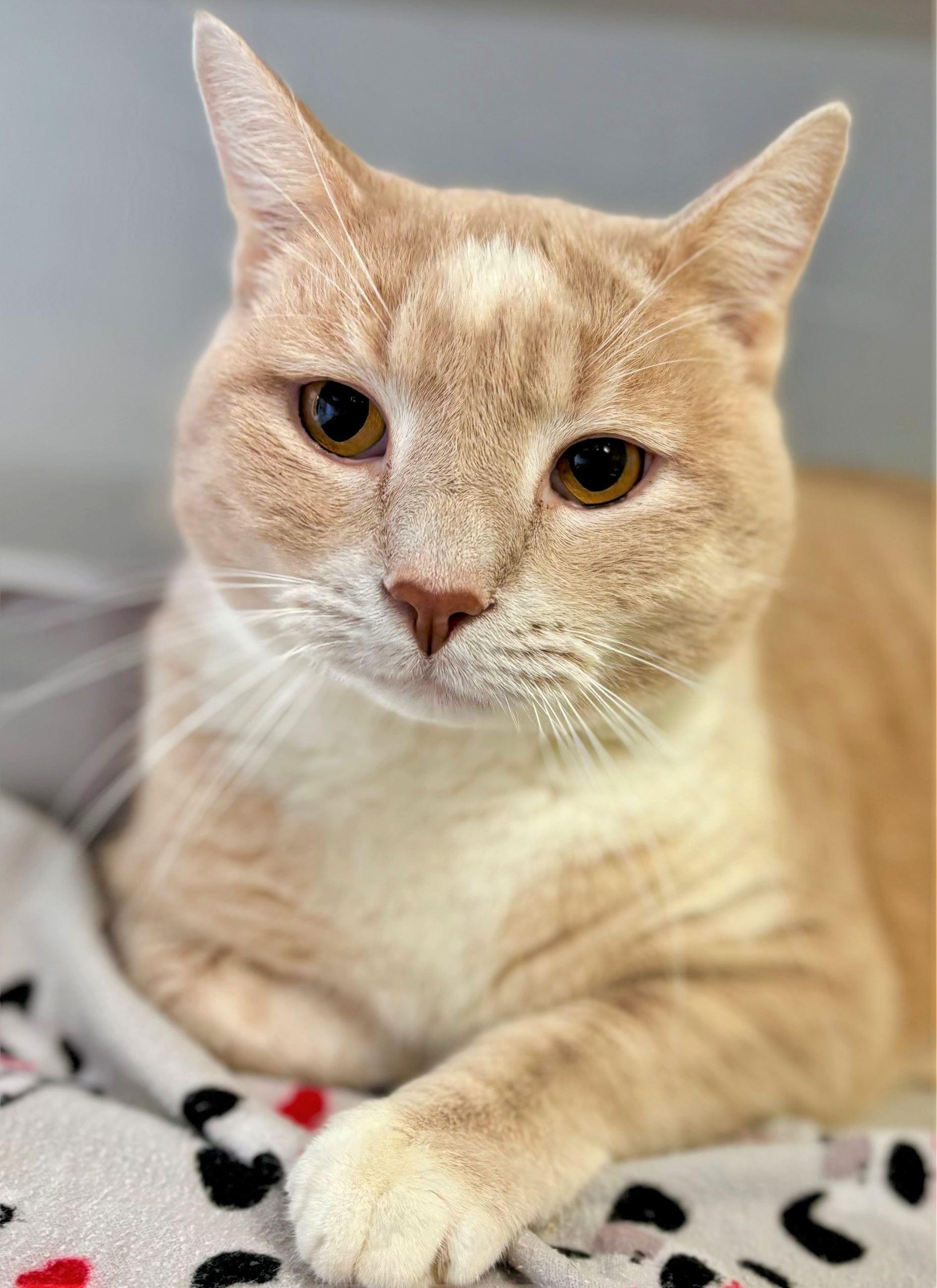 Enlarge Vision, an adopted Domestic Short Hair in Iowa City, IA image 1/2