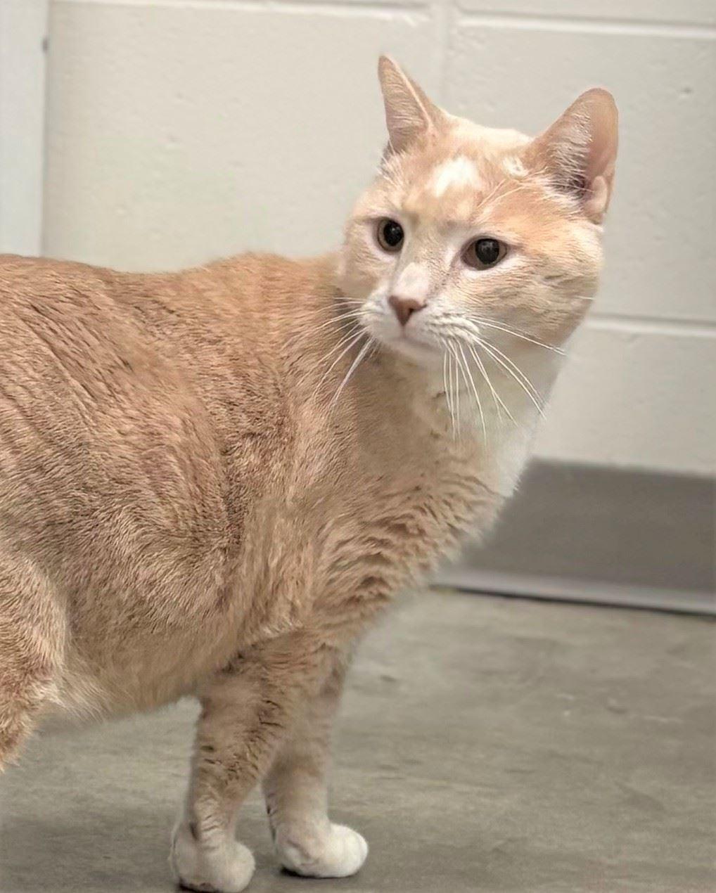 Enlarge Vision, an adopted Domestic Short Hair in Iowa City, IA image 2/2