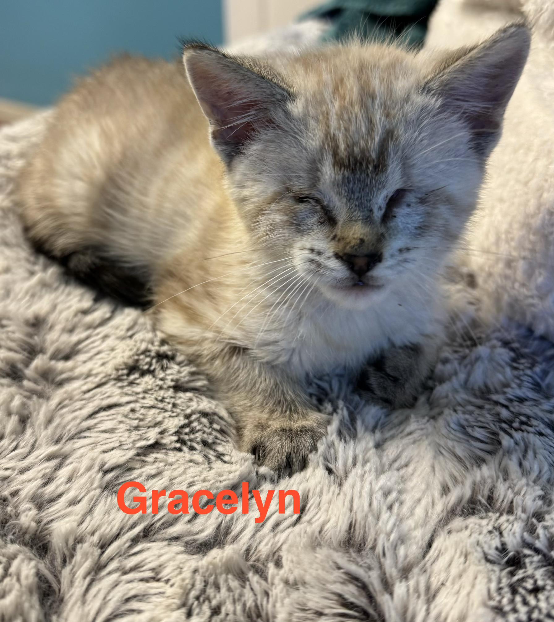 Gracelyn, an adopted mixed breed in Shrewsbury, MA image 1/3