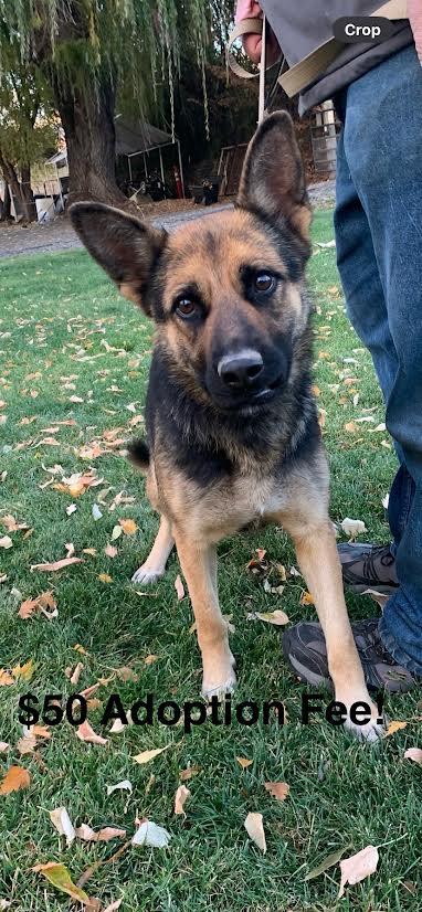 Enlarge Cookie, a Adoptable mixed breed in Wasco, OR image 1/5