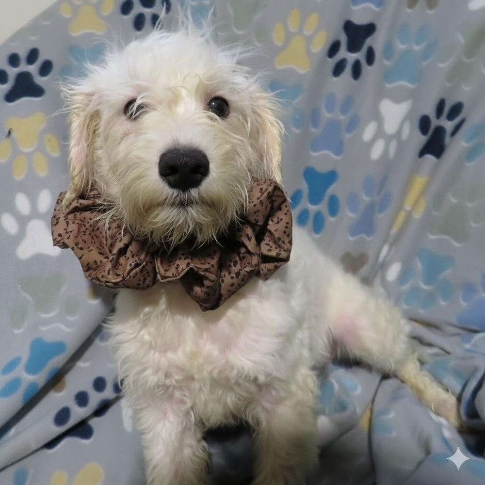 Silas, Adoptable, Puppy Male Poodle & Schnauzer.