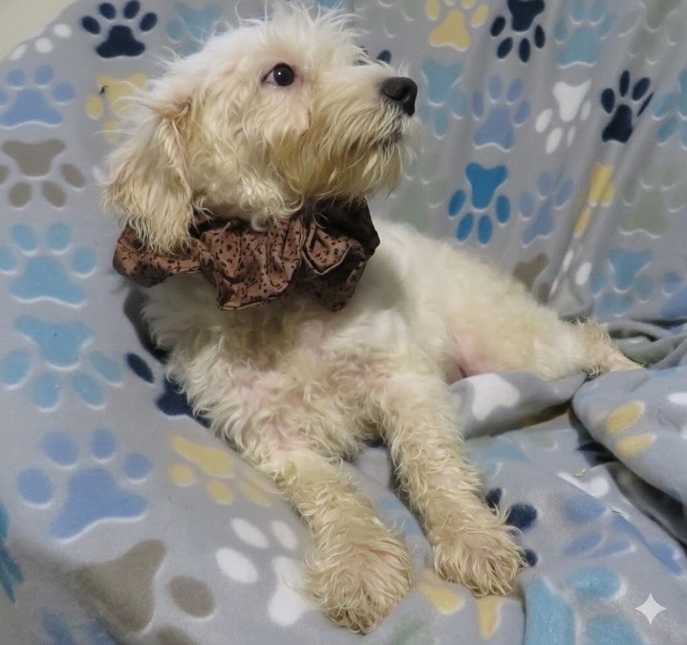 Silas, a Adoptable mixed breed in Crown Point, IN image 2/5