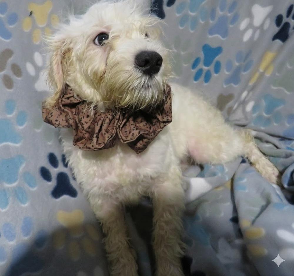 Silas, a Adoptable mixed breed in Crown Point, IN image 3/5