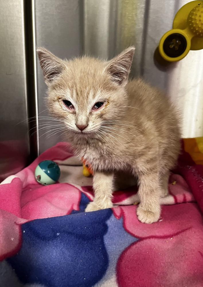 Enlarge Meowsolini, a Adopted Domestic Short Hair in Dickson, TN image 1/1