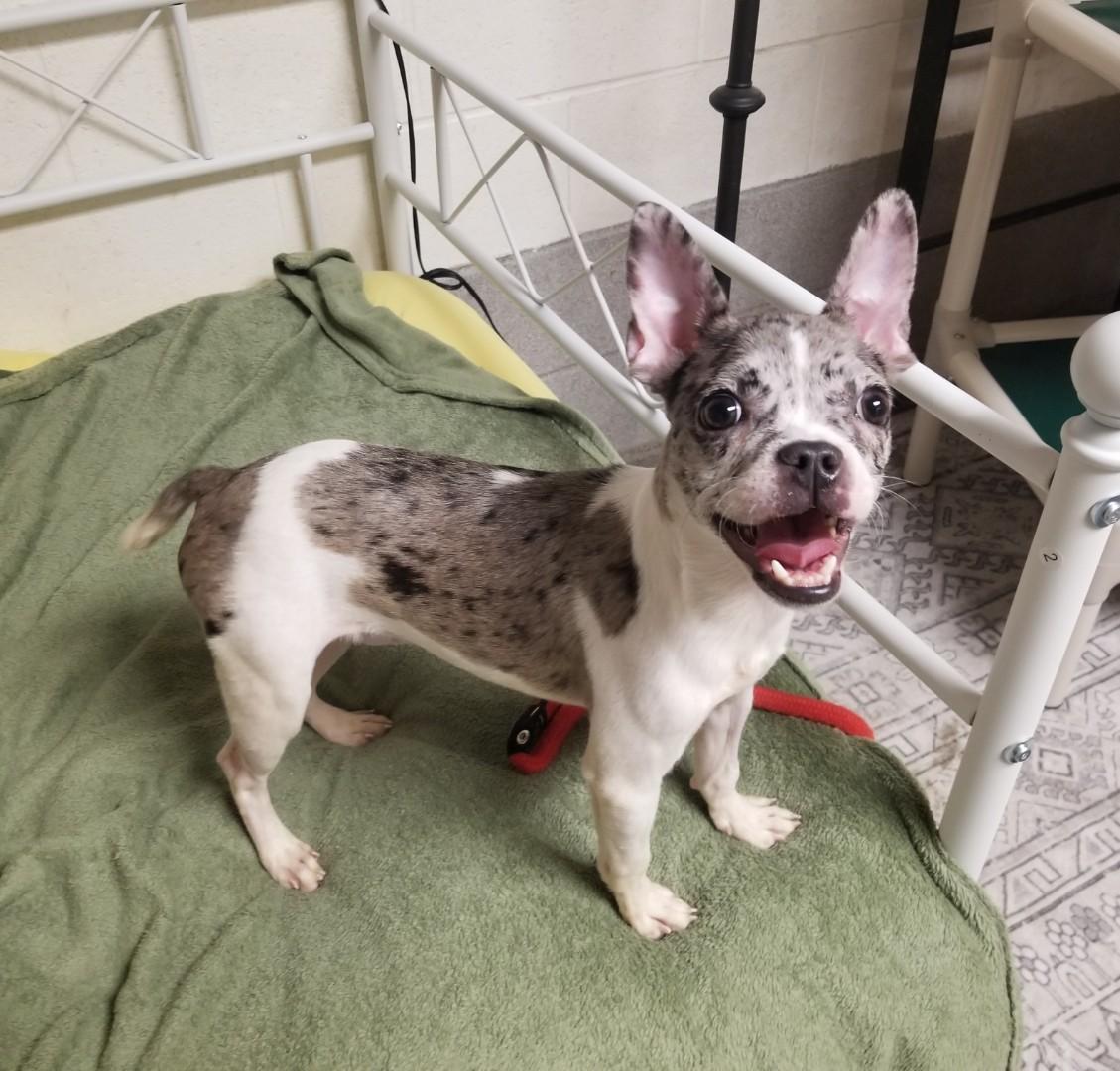 Enlarge Magnolia , a ADOPTABLE mixed breed in Stratford, CT image 3/3