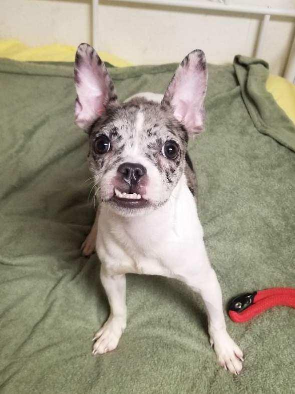 Enlarge Magnolia , a ADOPTABLE mixed breed in Stratford, CT image 2/3