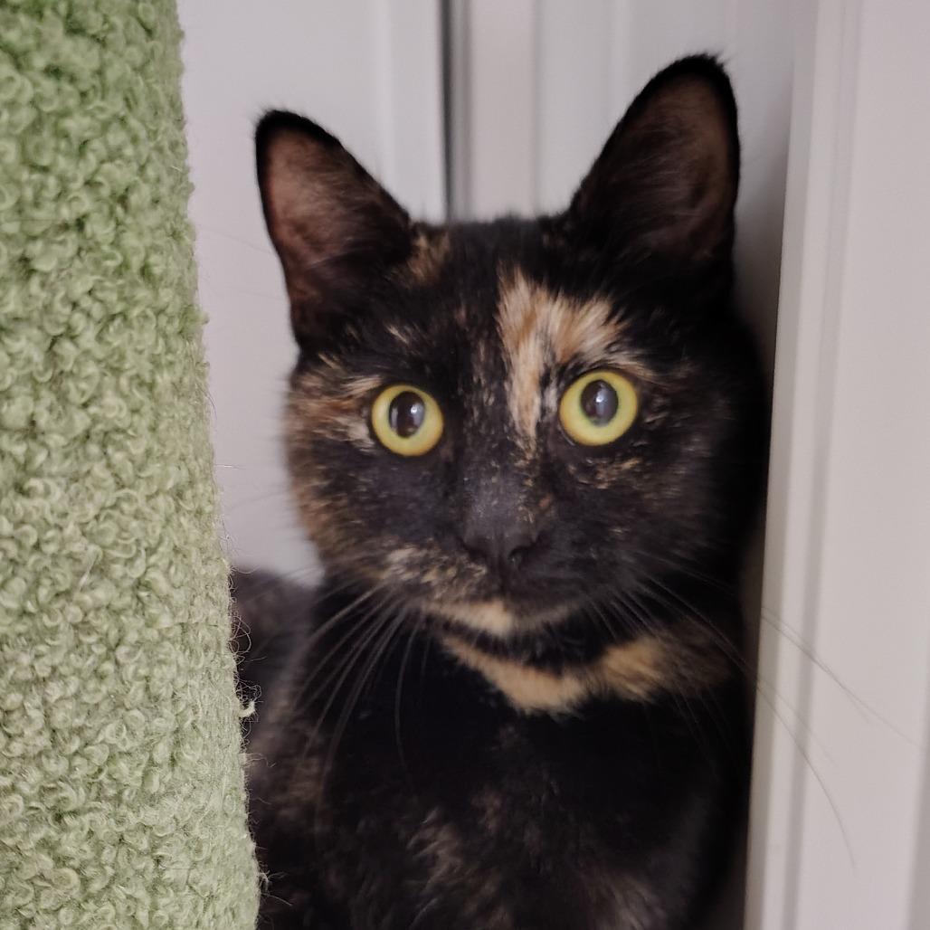 Enlarge Clove, a ADOPTABLE Domestic Short Hair in Richmond, MO image 1/1