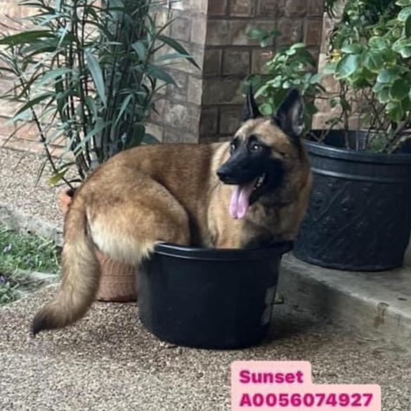 Dog for adoption Sunset, a German Shepherd Dog Mix in Charlotte, NC