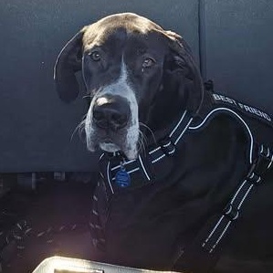 Enlarge Yellowstone, a ADOPTABLE Great Dane in Mesa, AZ image 2/3