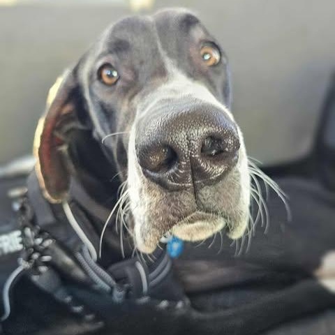 Enlarge Yellowstone, a ADOPTABLE Great Dane in Mesa, AZ image 3/3