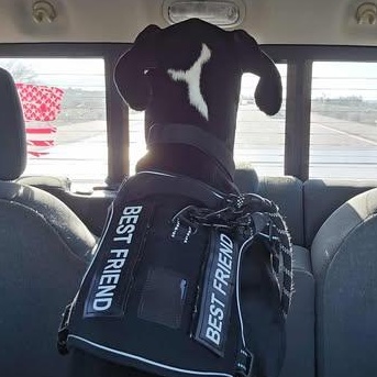 Yellowstone, ADOPTABLE, Young Male Great Dane.