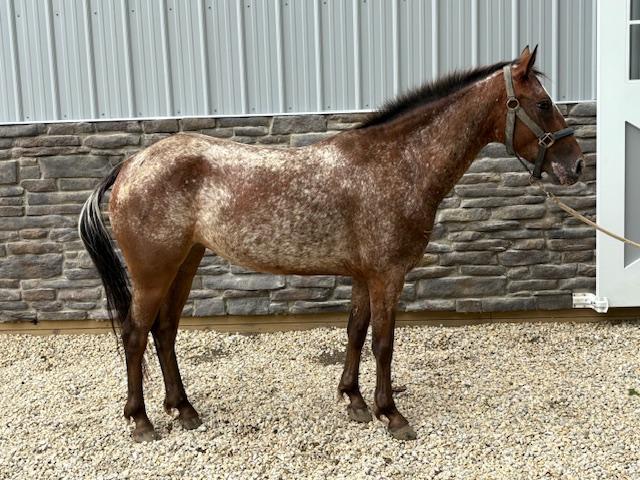 Ellie, Adult Female unknown