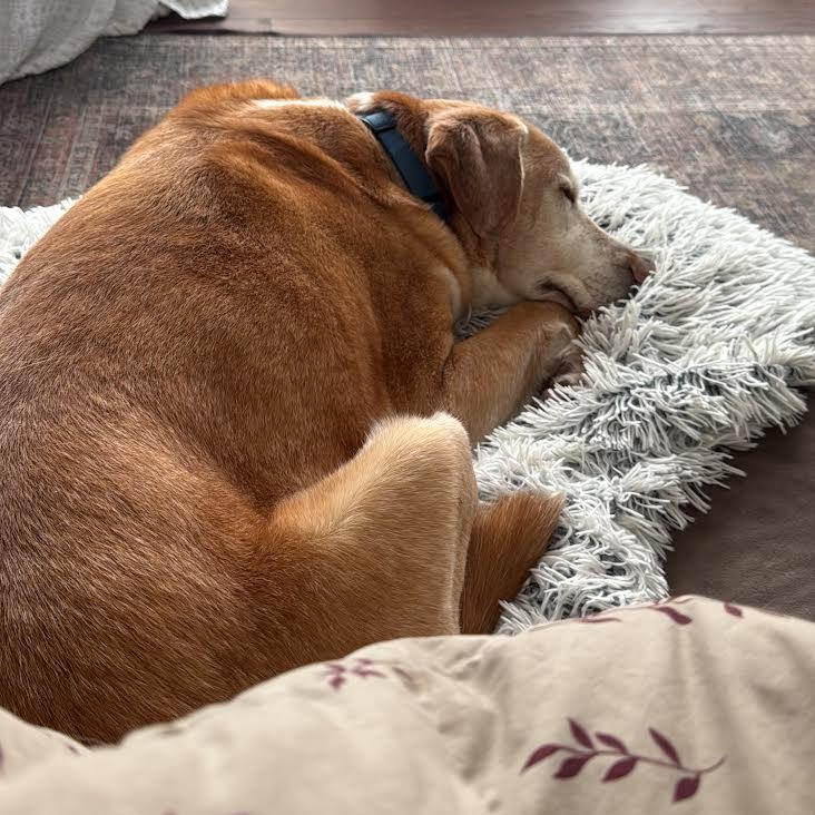 Andy, a ADOPTABLE mixed breed in Morden, MB image 5/5