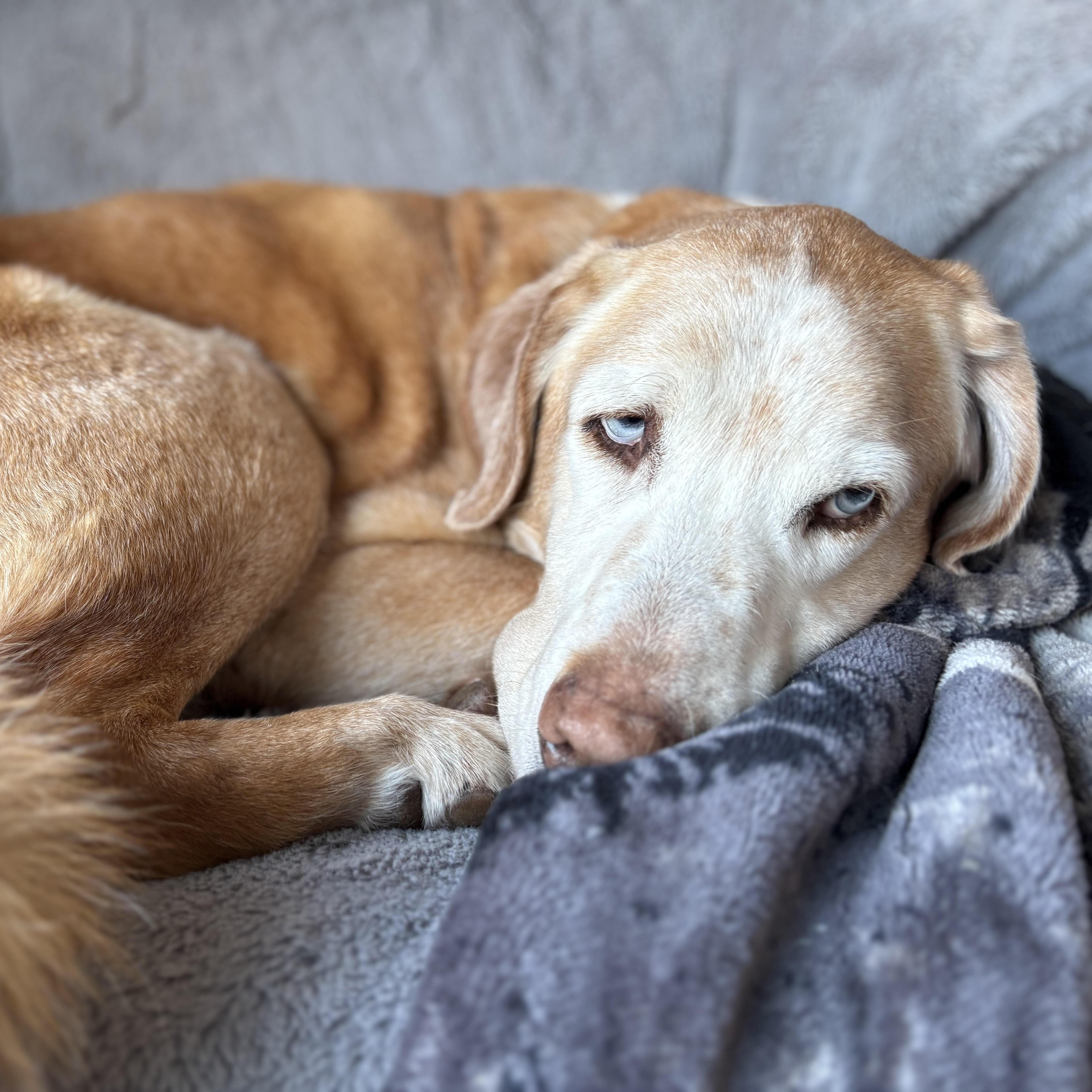 Andy, a ADOPTABLE mixed breed in Morden, MB image 1/5