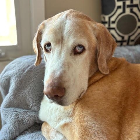 Andy, a ADOPTABLE mixed breed in Morden, MB image 3/5