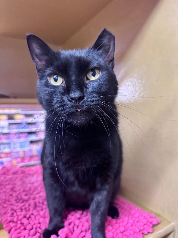 Sasha, Adoptable, Adult Female Domestic Short Hair.