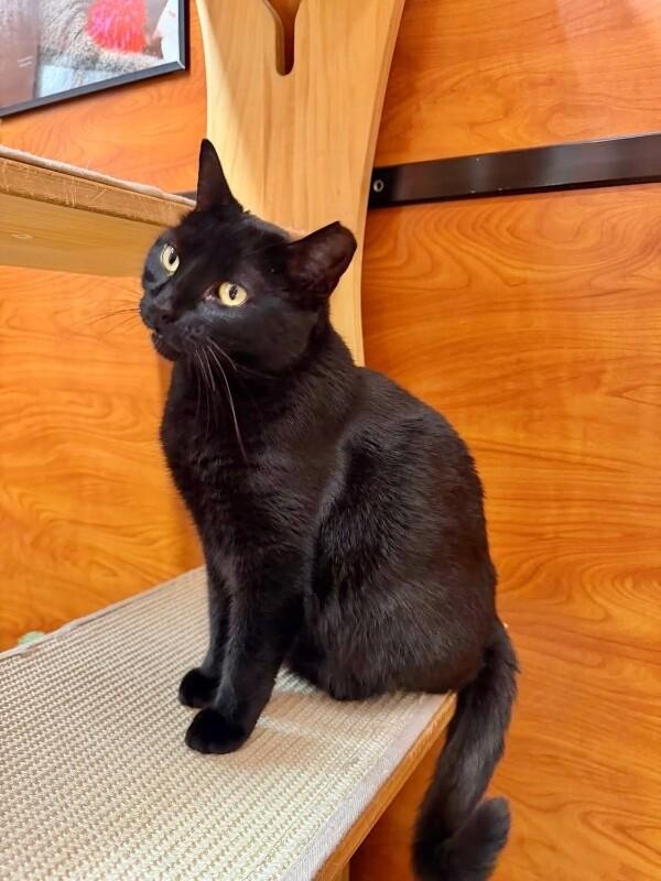 Sasha, Adoptable, Adult Female Domestic Short Hair.