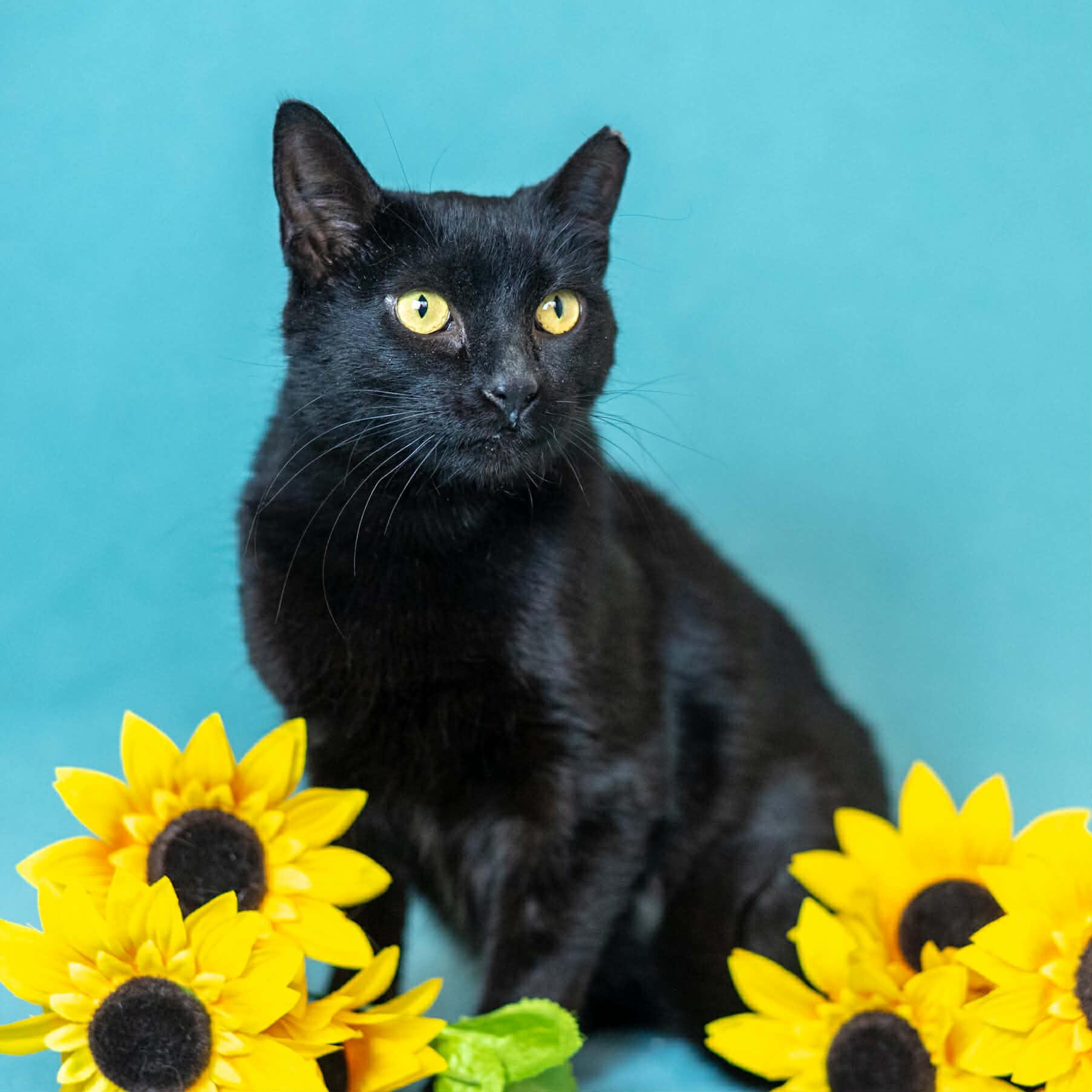 Enlarge Sasha, a Adoptable Domestic Short Hair in North Babylon, NY image 2/6