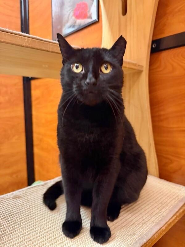 Enlarge Sasha, a Adoptable Domestic Short Hair in North Babylon, NY image 3/6