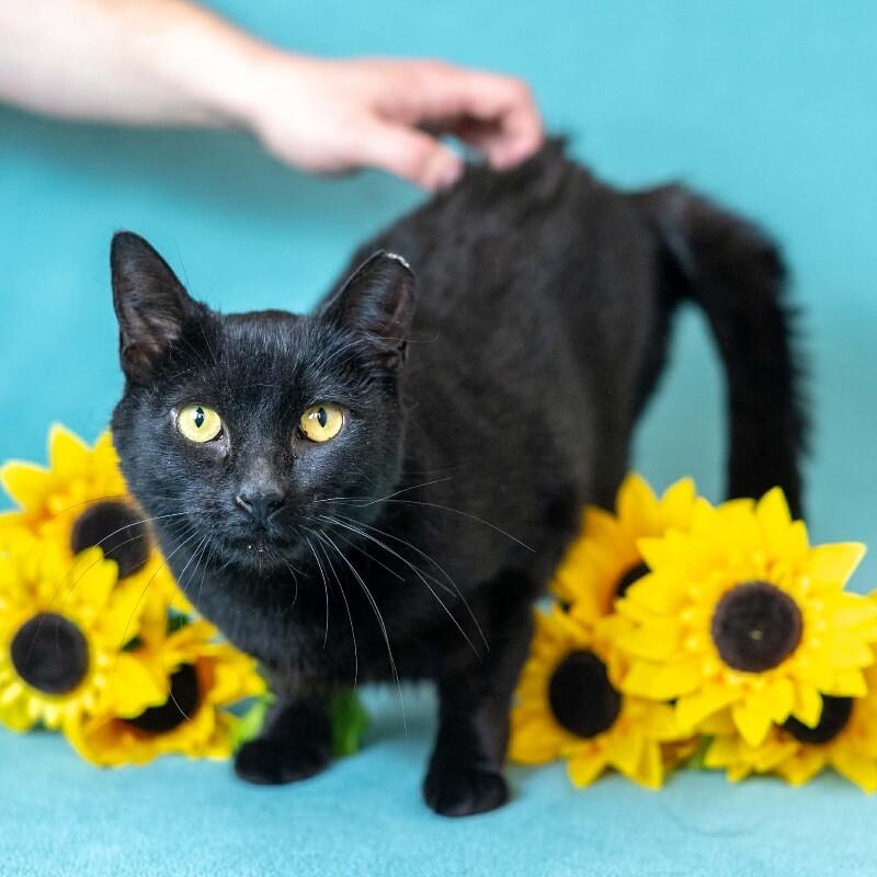 Enlarge Sasha, a Adoptable Domestic Short Hair in North Babylon, NY image 3/6