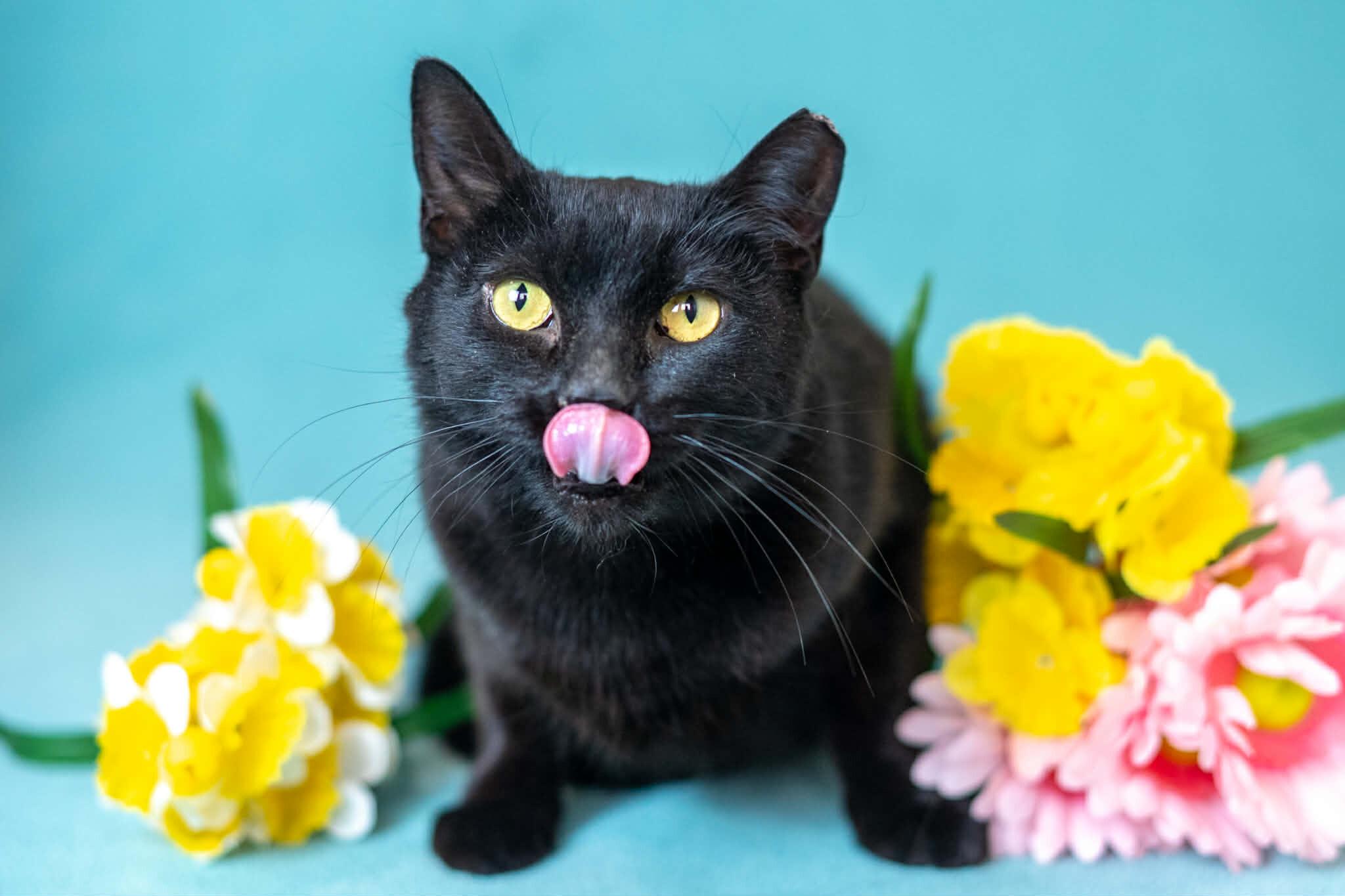 Enlarge Sasha, a Adoptable Domestic Short Hair in North Babylon, NY image 4/6