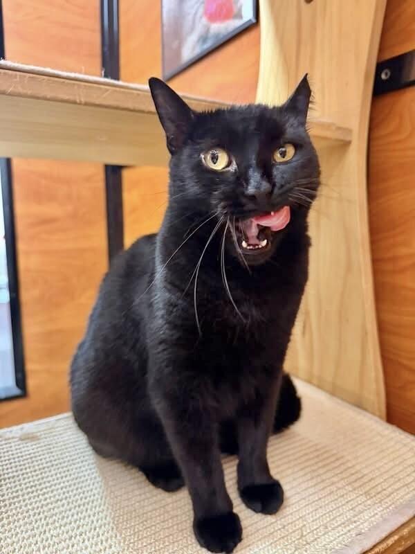 Sasha, a Adoptable Domestic Short Hair in North Babylon, NY image 6/6