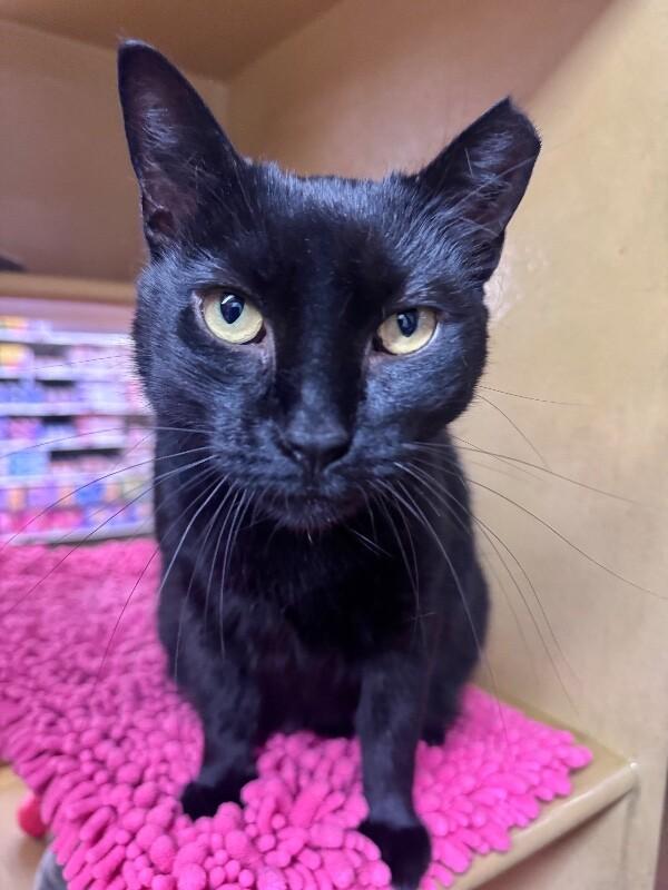 Enlarge Sasha, a Adoptable Domestic Short Hair in North Babylon, NY image 6/6