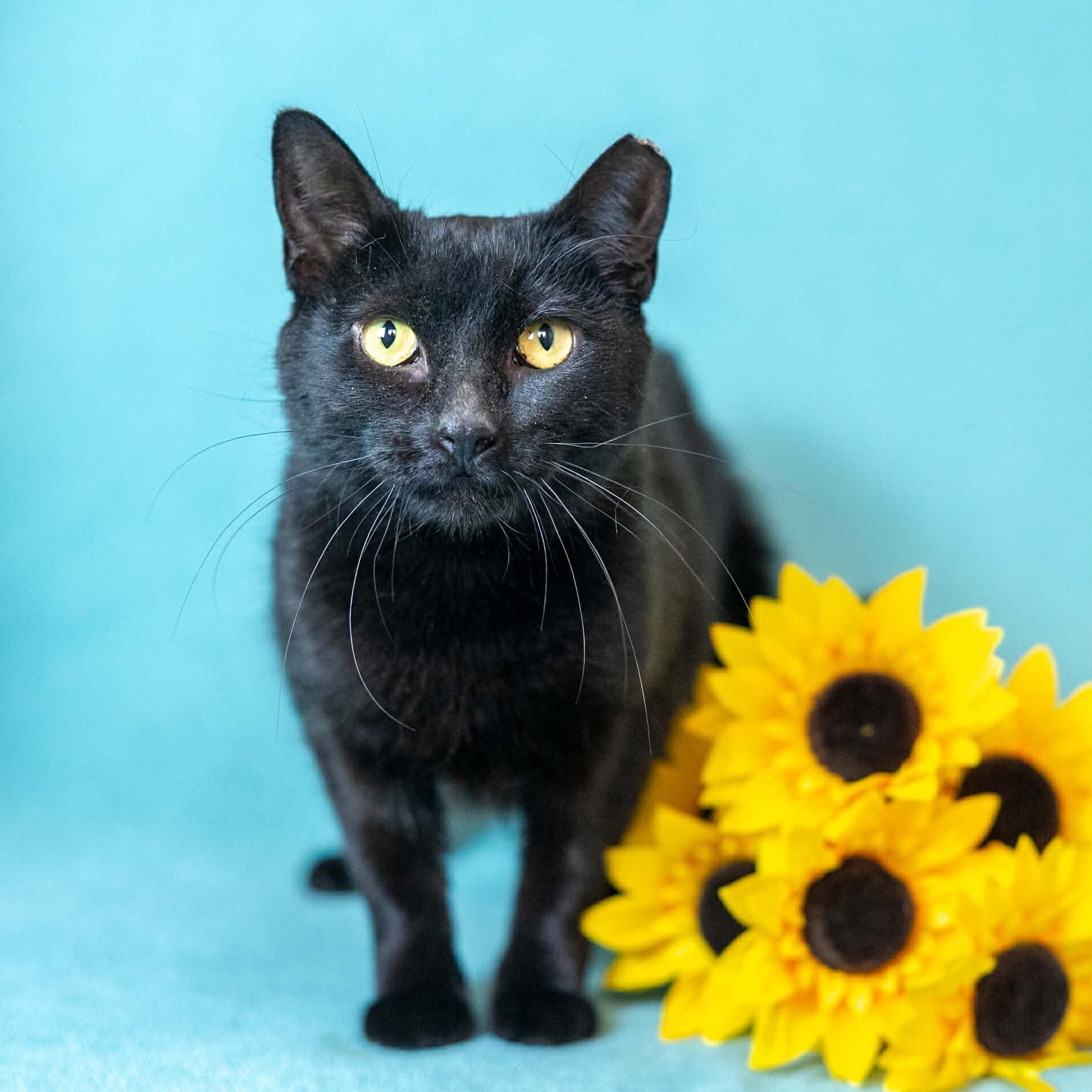 Enlarge Sasha, a Adoptable Domestic Short Hair in North Babylon, NY image 5/6