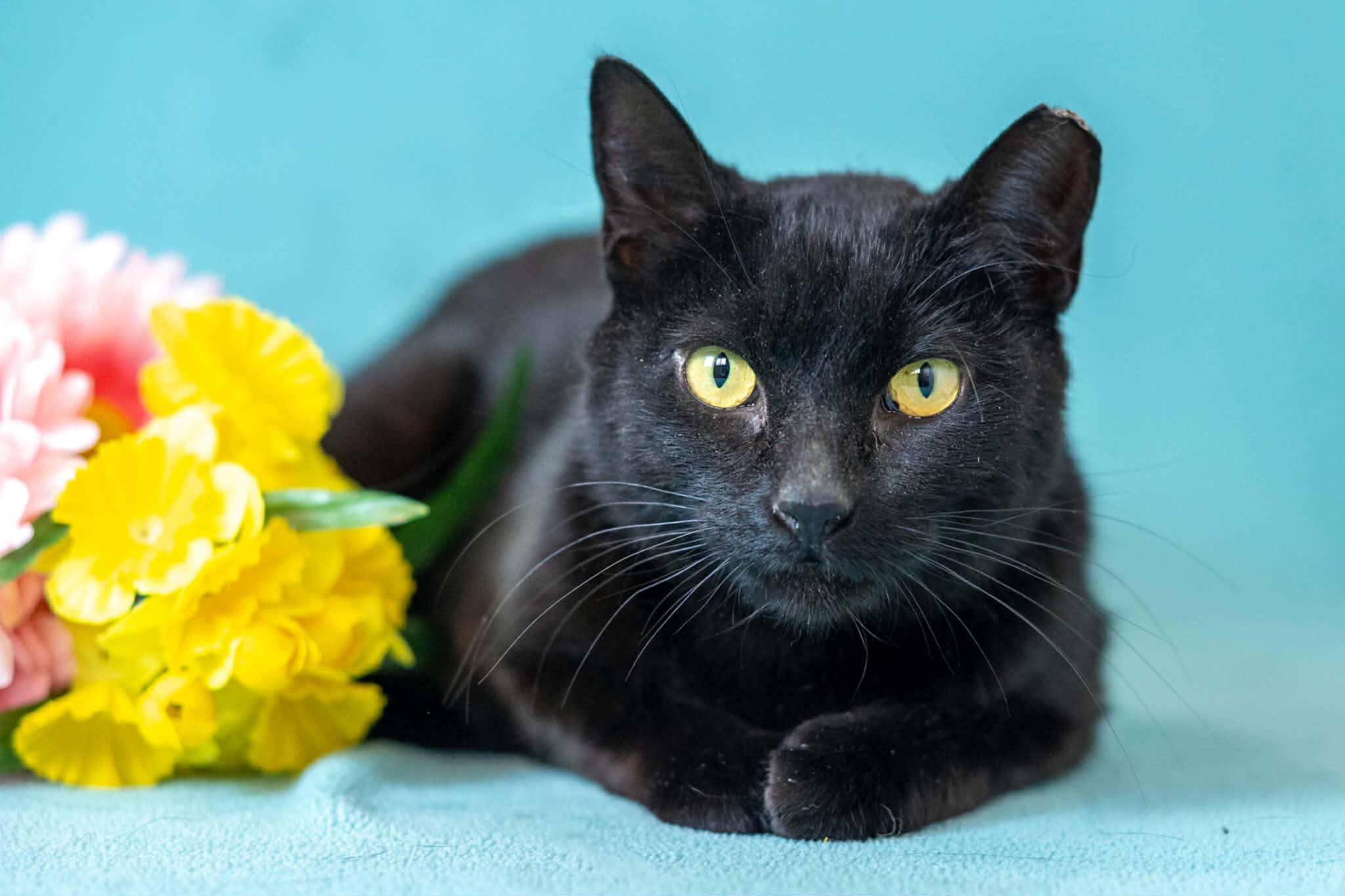 Enlarge Sasha, a Adoptable Domestic Short Hair in North Babylon, NY image 6/6