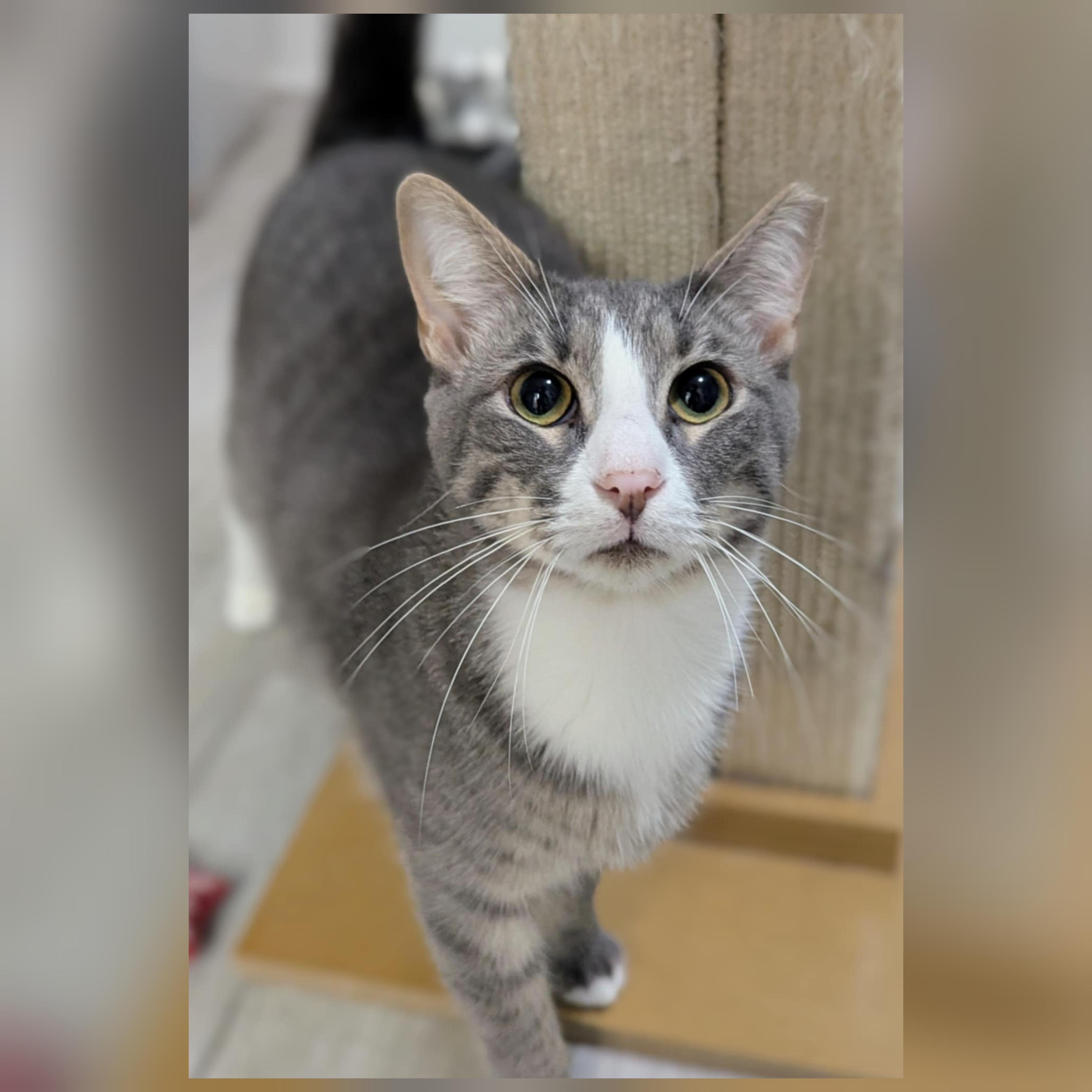 Enlarge Buncha Crunch, a Adoptable Domestic Short Hair in Concord, NC image 1/1