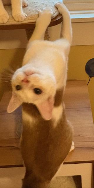 Charlie, Adoptable, Young Male Domestic Short Hair.