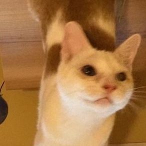 Charlie, a Adoptable Domestic Short Hair in Louisville, KY image 1/2