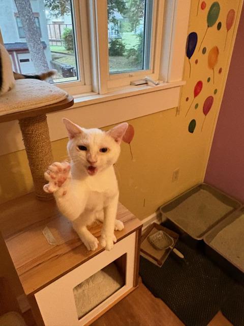 Enlarge Charlie, a Adoptable Domestic Short Hair in Louisville, KY image 2/2