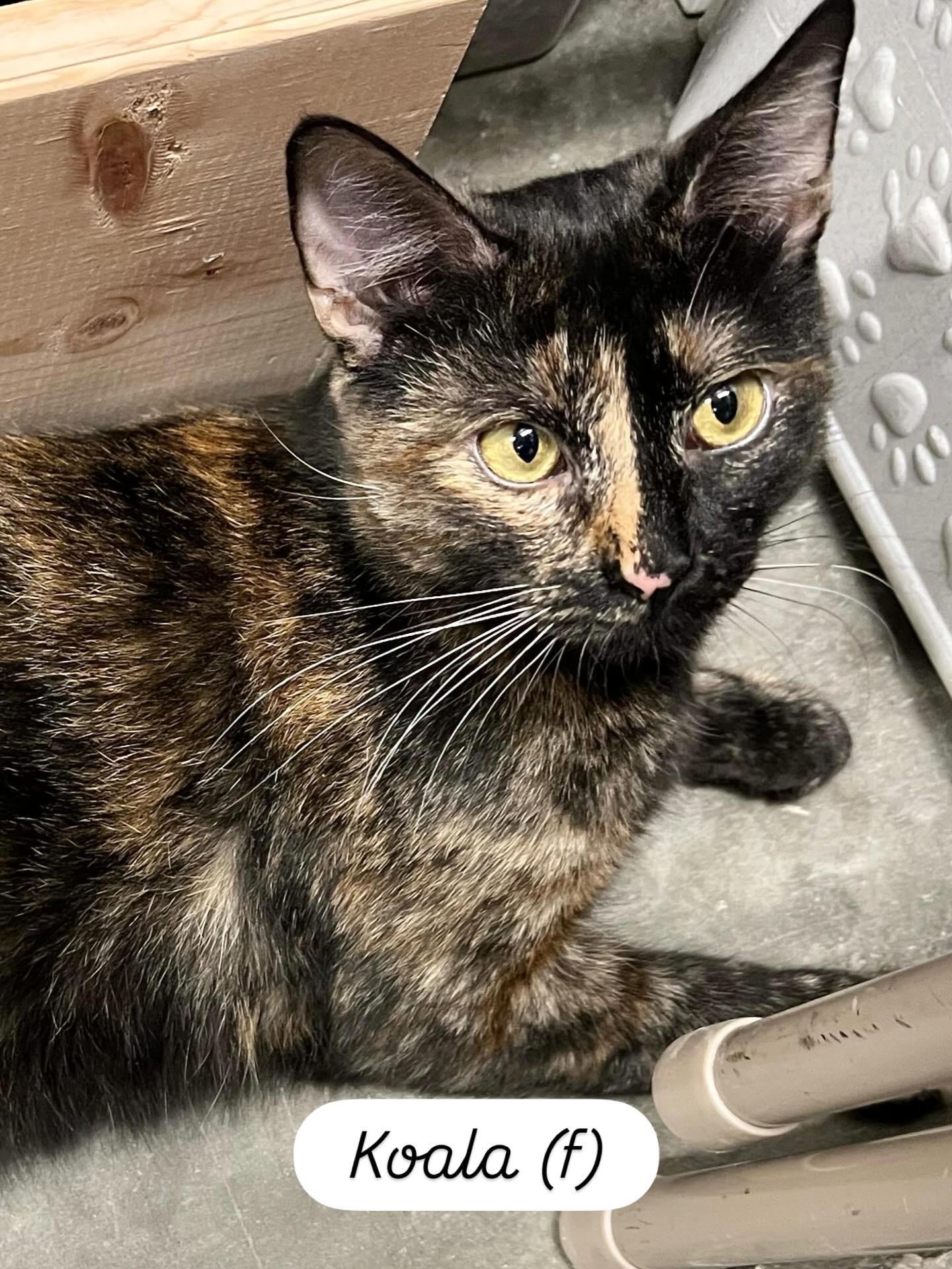 Enlarge Koala, an adoptable Domestic Short Hair in San Juan Capistrano, CA image 2/6