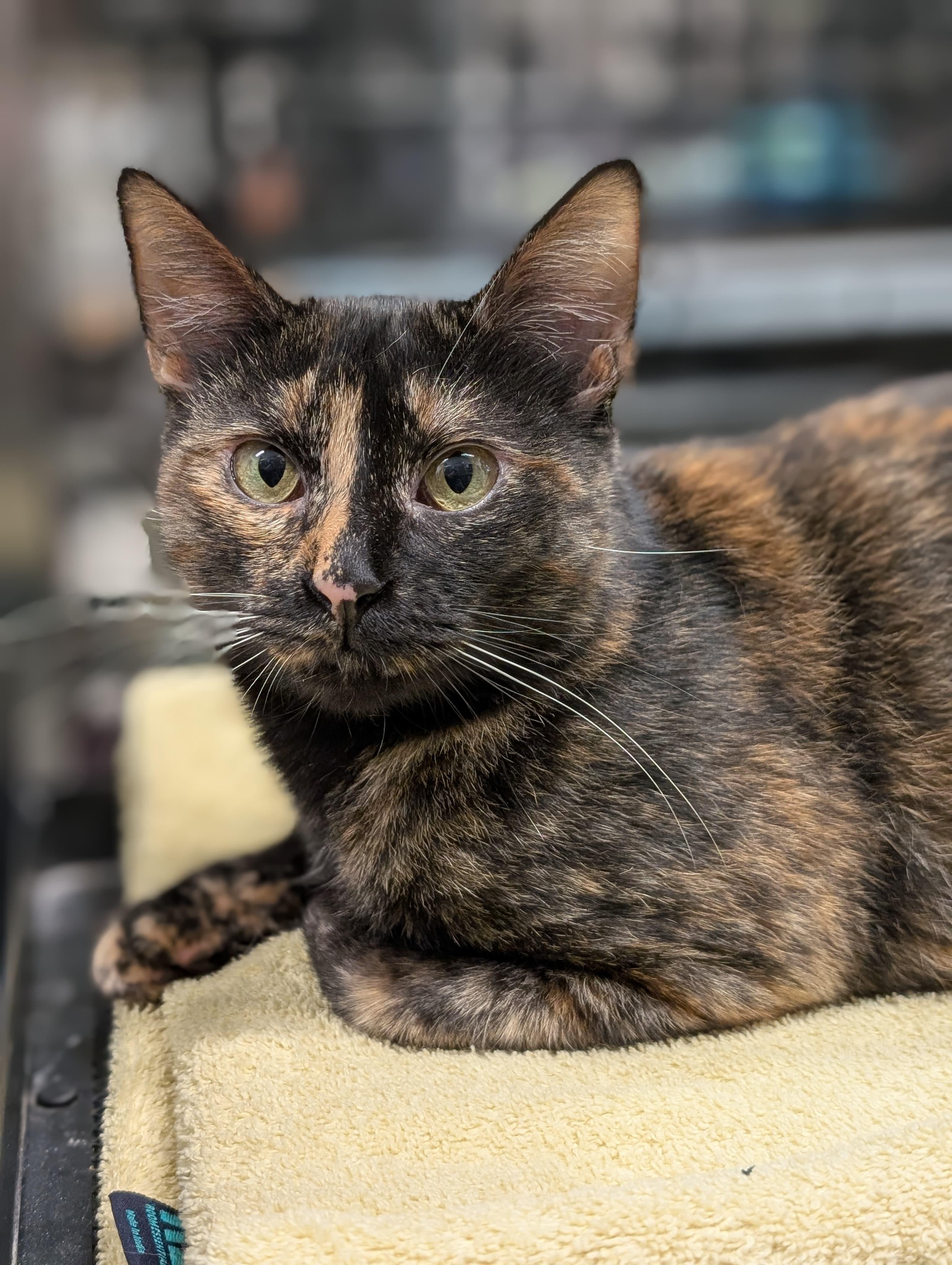 Koala, adoptable, Young Female Domestic Short Hair.