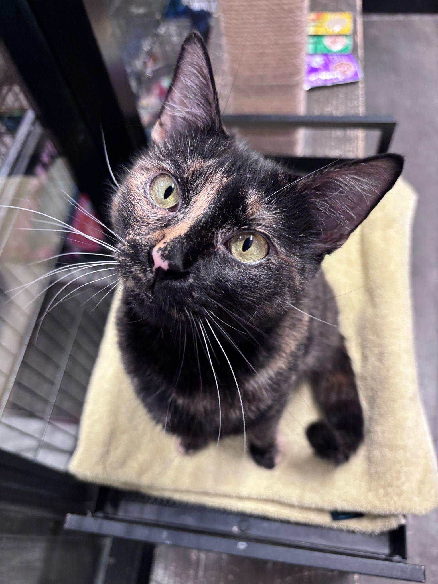 Enlarge Koala, an adoptable Domestic Short Hair in San Juan Capistrano, CA image 3/6