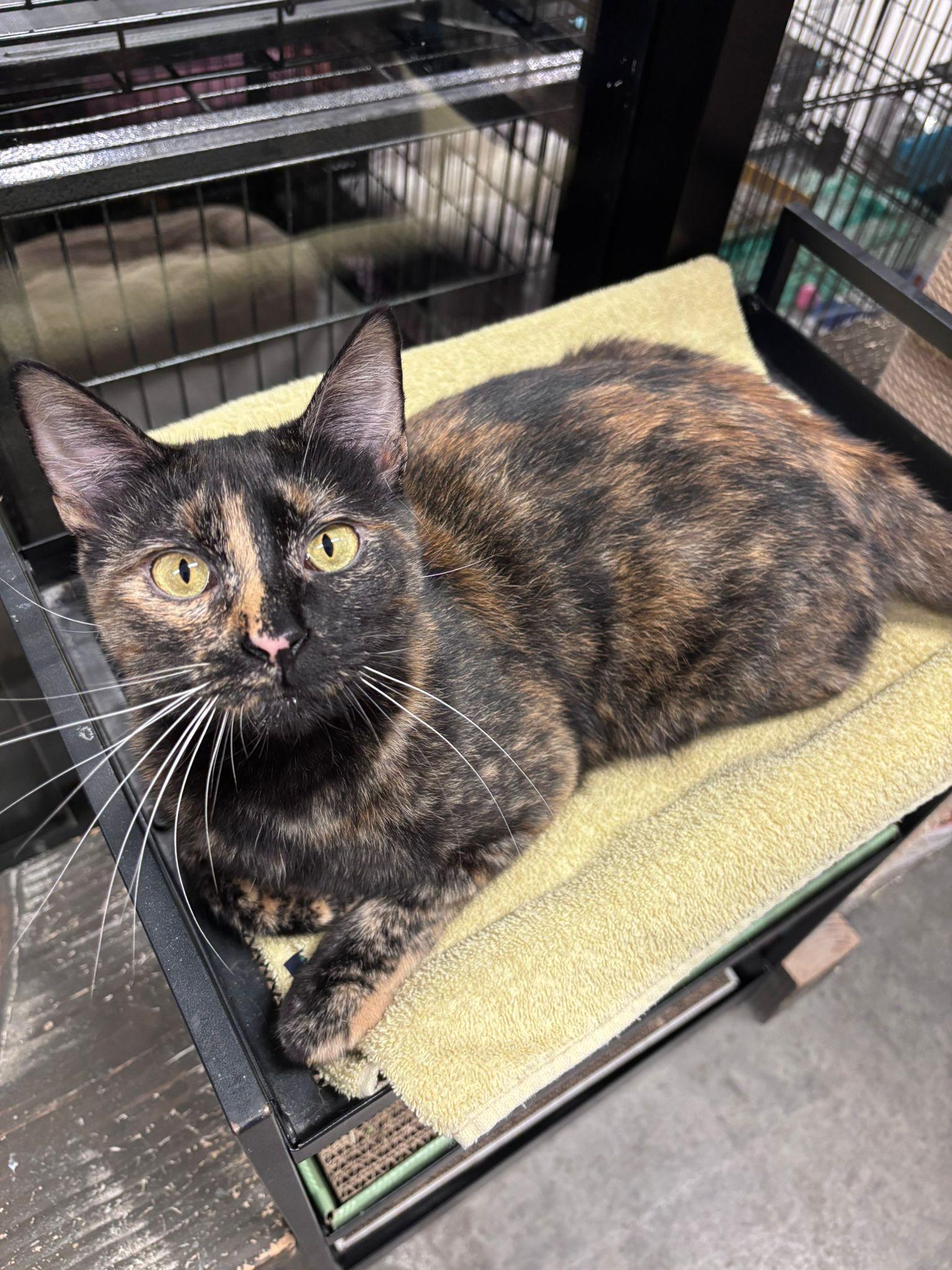 Enlarge Koala, an adoptable Domestic Short Hair in San Juan Capistrano, CA image 6/6