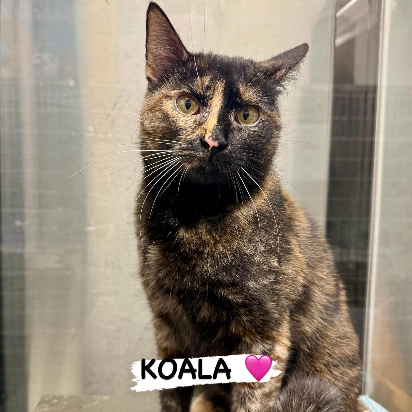 Enlarge Koala, a Adoptable Domestic Short Hair in San Juan Capistrano, CA image 1/2