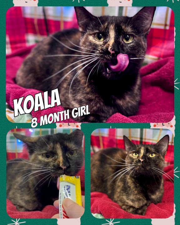 Enlarge Koala, a Adoptable Domestic Short Hair in San Juan Capistrano, CA video 2/2