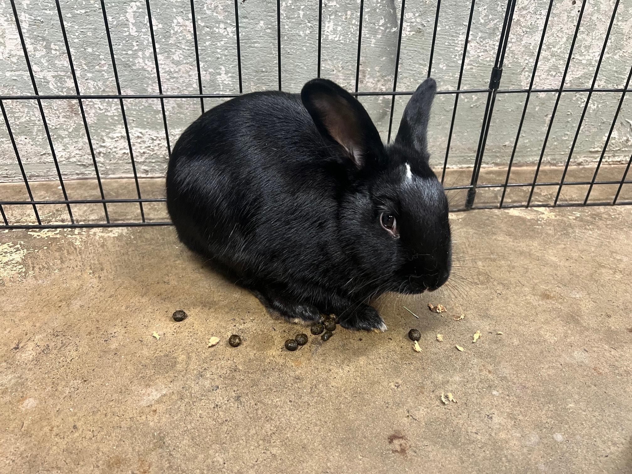 Lainey, Adopted, Young Female Bunny Rabbit.