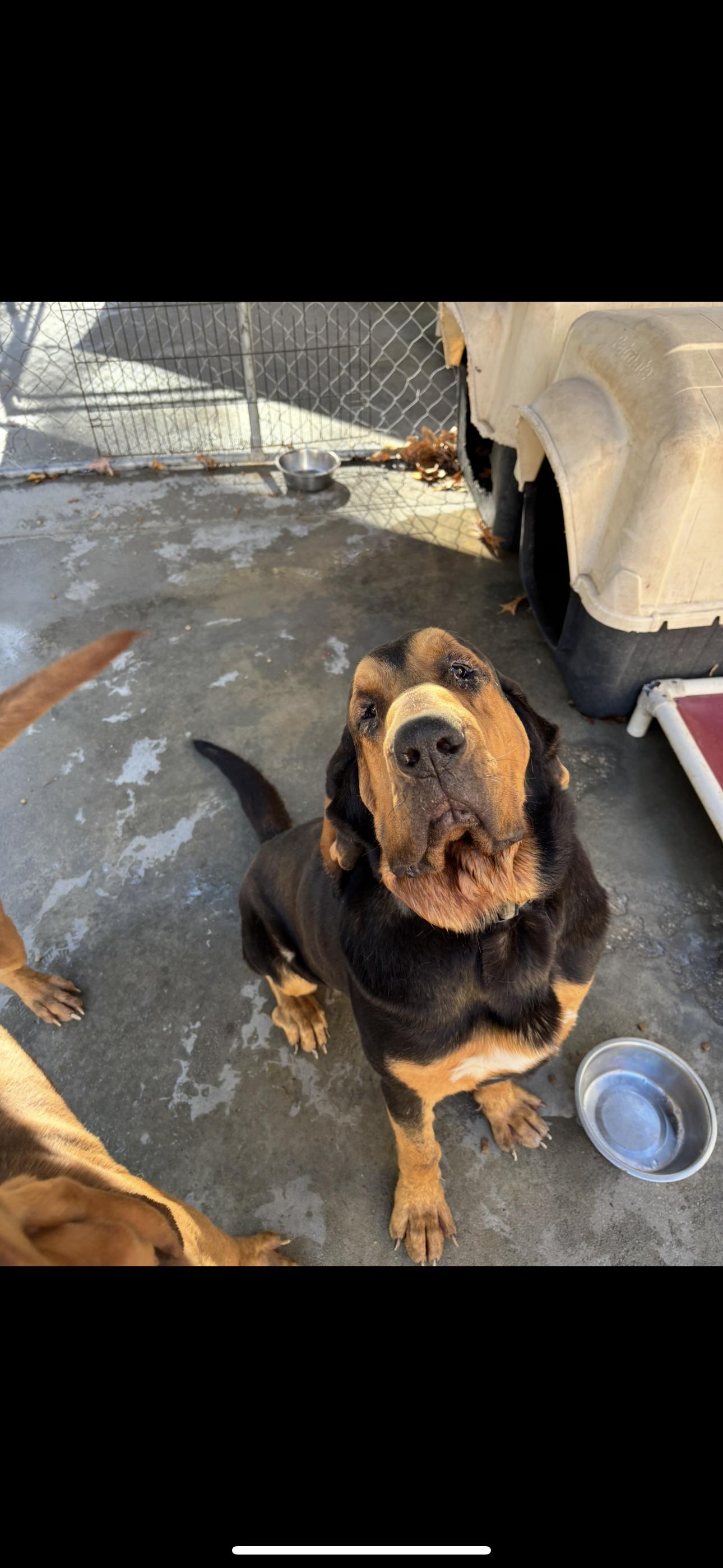 Rufus, Adoptable, Adult Male Bloodhound.