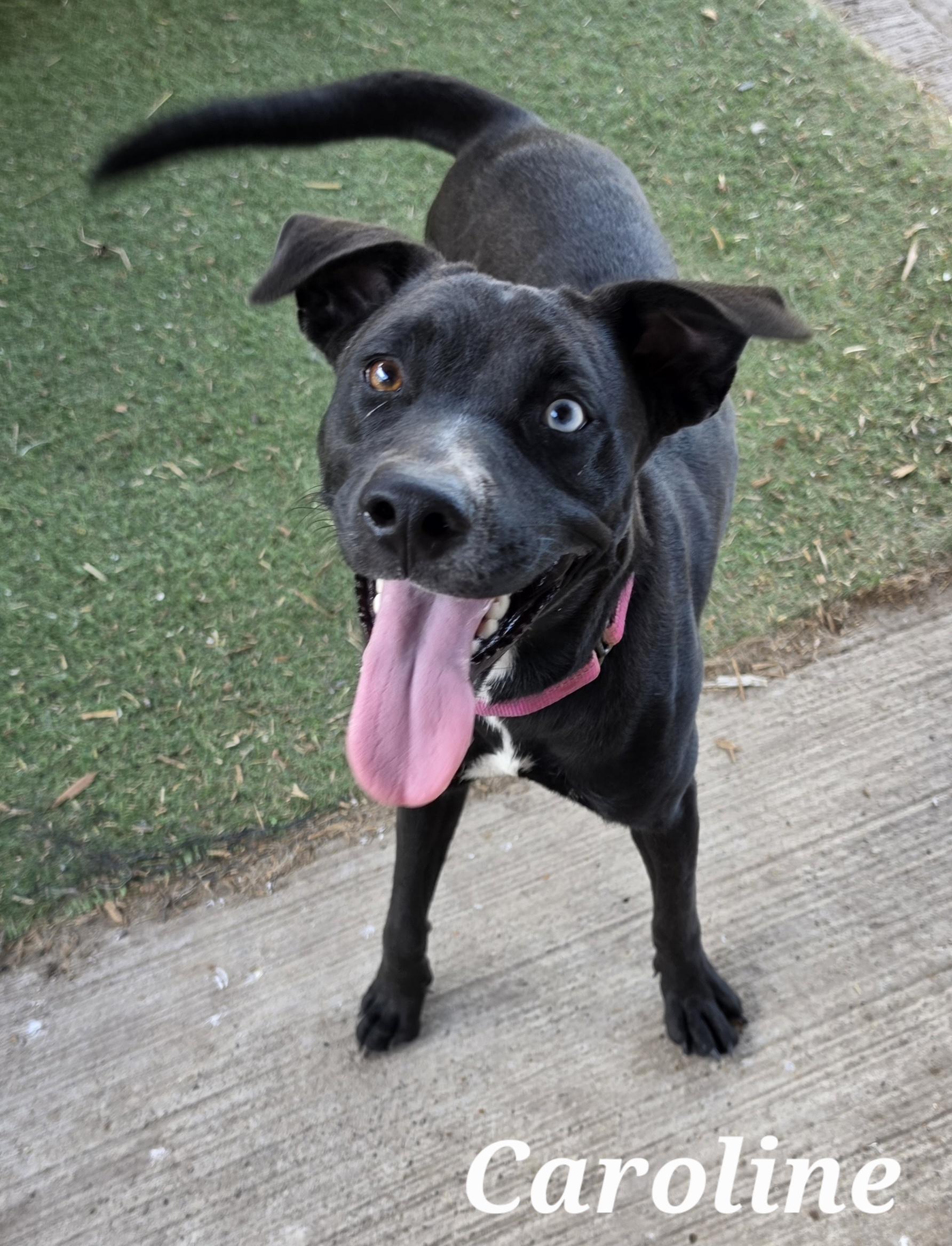 Caroline, Adoptable, Young Female Black Labrador Retriever & Chihuahua.