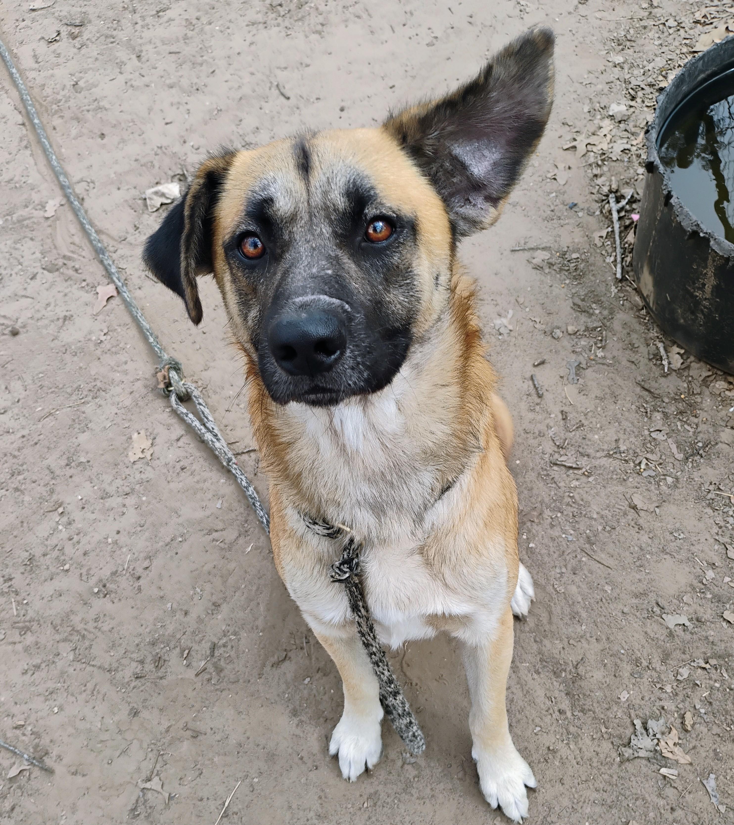 TRUCK, ADOPTABLE, Young Male German Shepherd Dog.