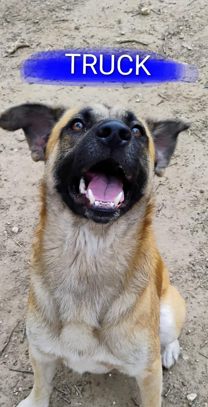 TRUCK, a ADOPTABLE mixed breed in Saint Jo, TX image 3/3
