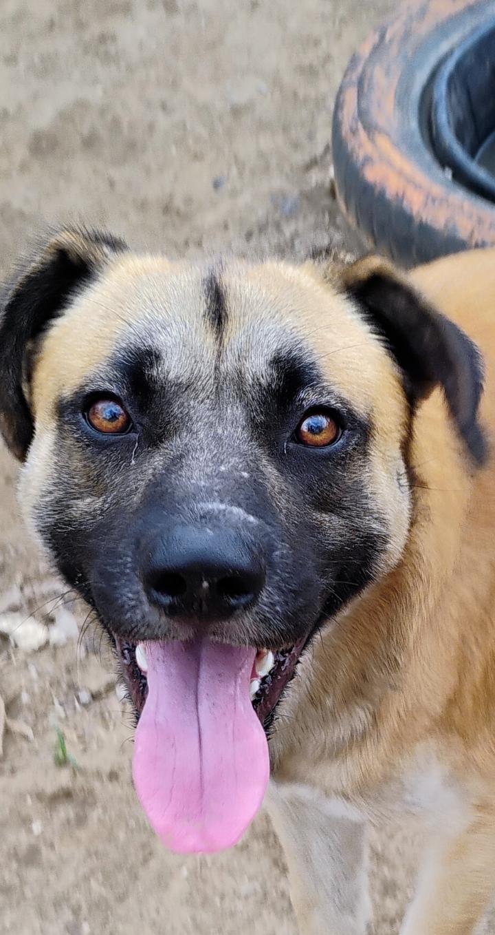 TRUCK, a ADOPTABLE mixed breed in Saint Jo, TX image 2/3