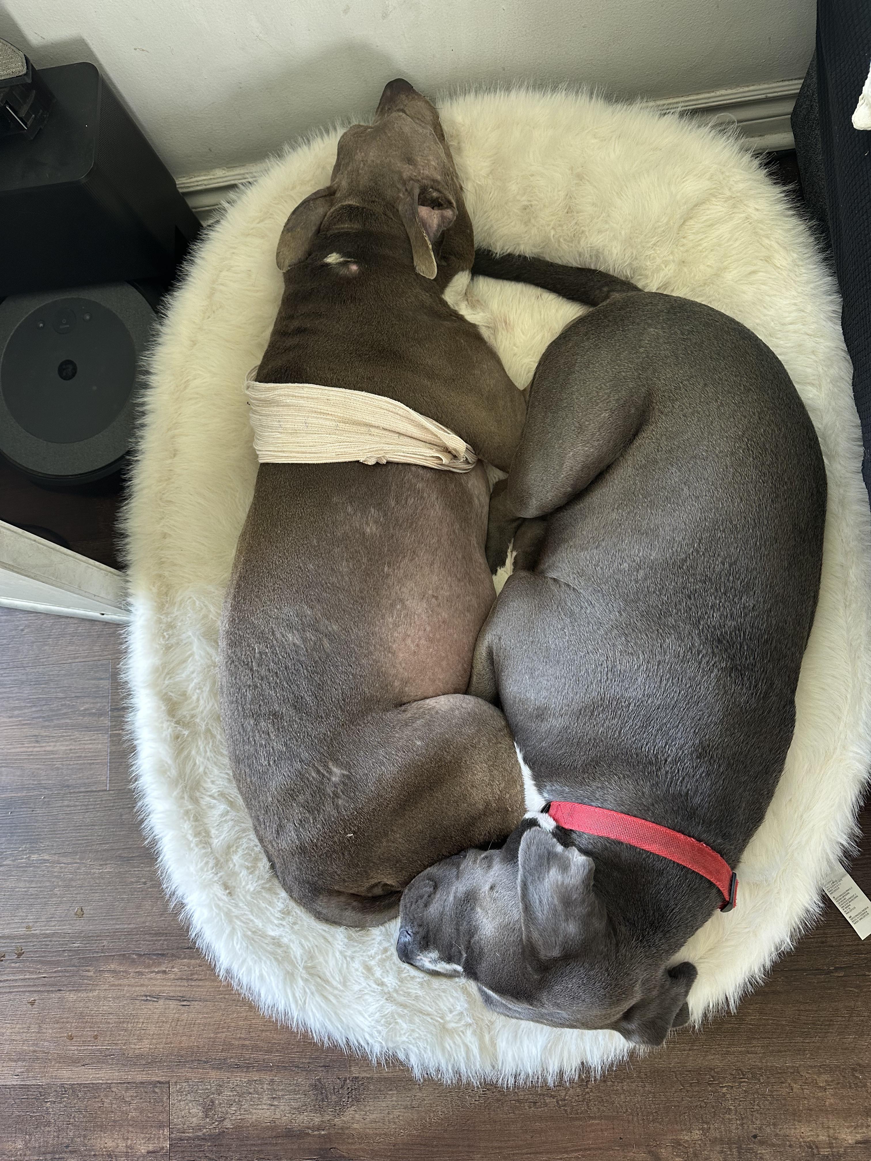 Enlarge Todd, a Adoptable mixed breed in Claremont, CA image 2/6