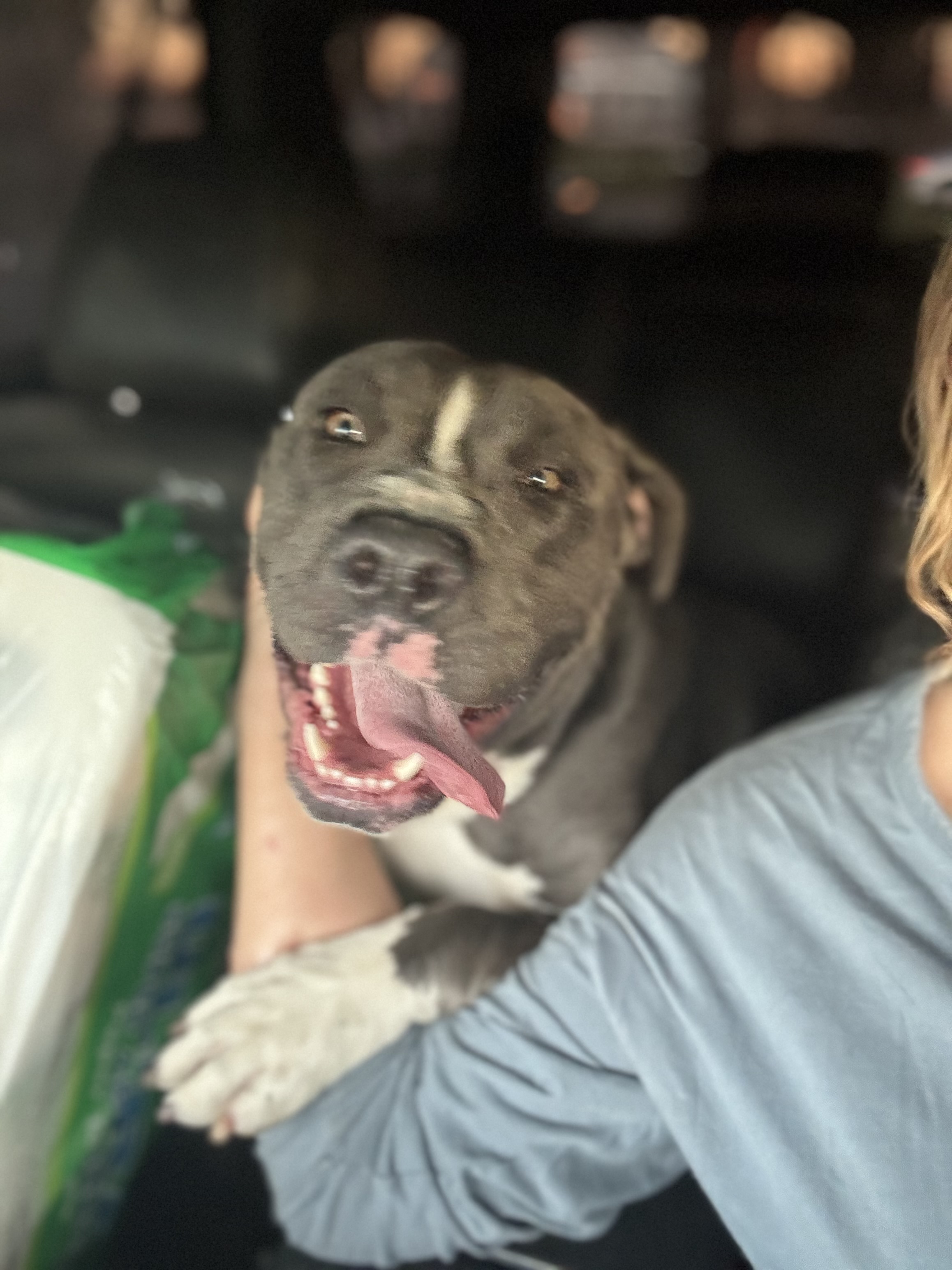 Enlarge Todd, a Adoptable mixed breed in Claremont, CA image 5/6