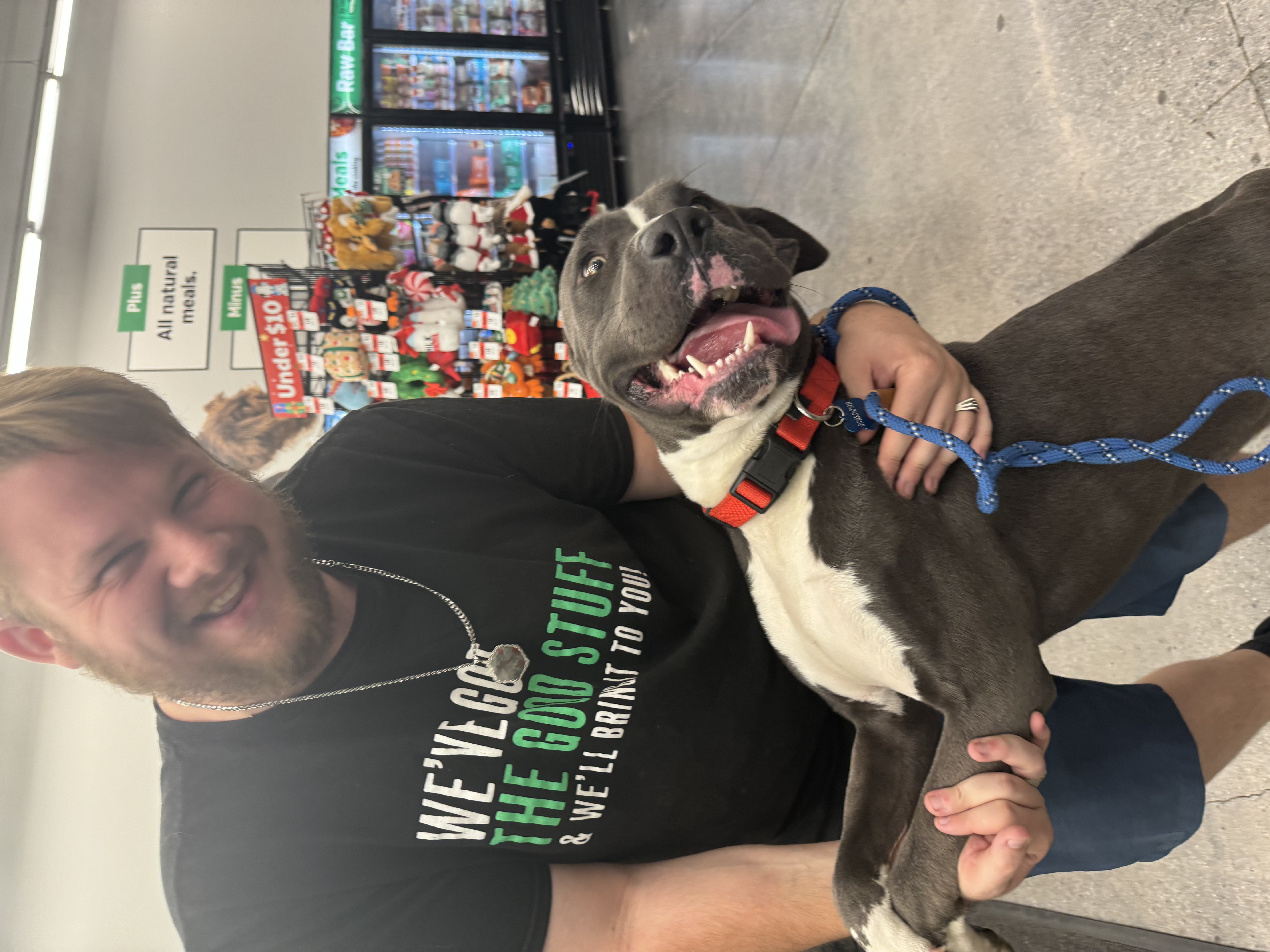 Enlarge Todd, a Adoptable mixed breed in Claremont, CA image 3/6