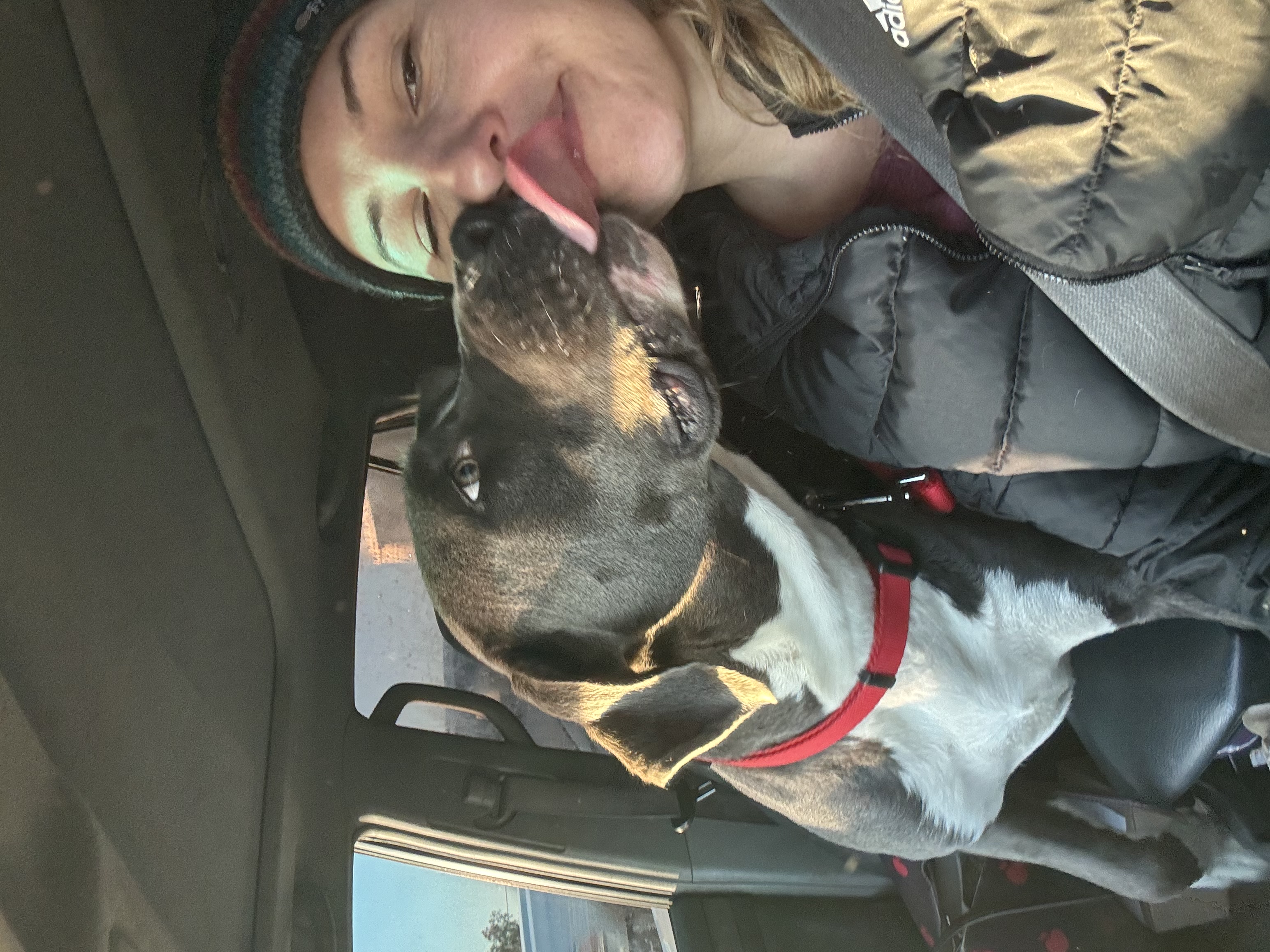 Enlarge Todd, a Adoptable mixed breed in Claremont, CA image 6/6